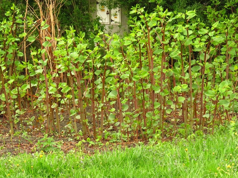 Selling a house with knotweed